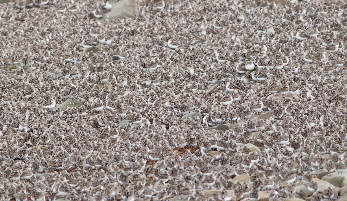 Semipalmated Sandpiper - Ian Davies