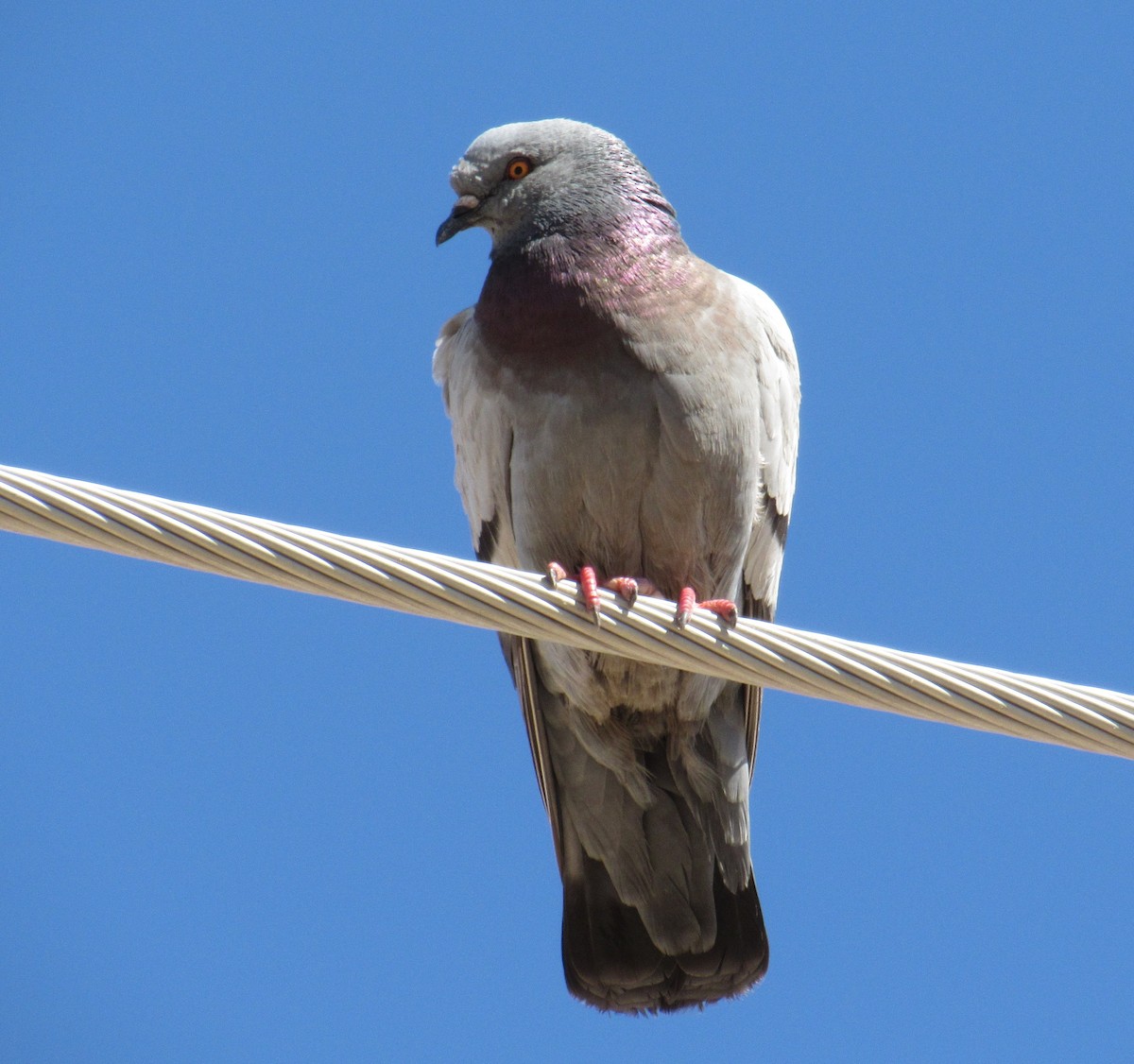 Rock Pigeon (Feral Pigeon) - Ed Dunn
