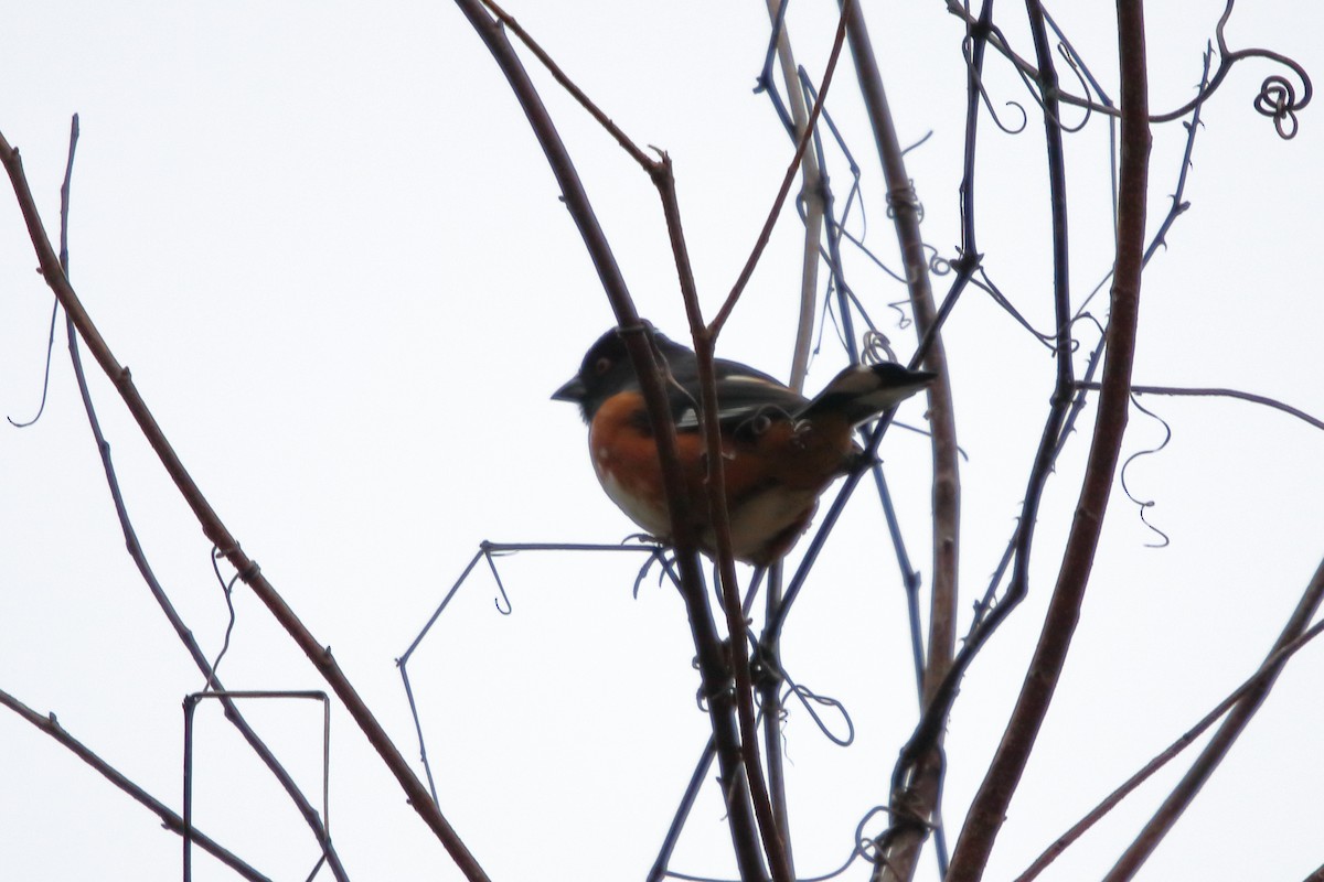 Eastern Towhee - ML87175581