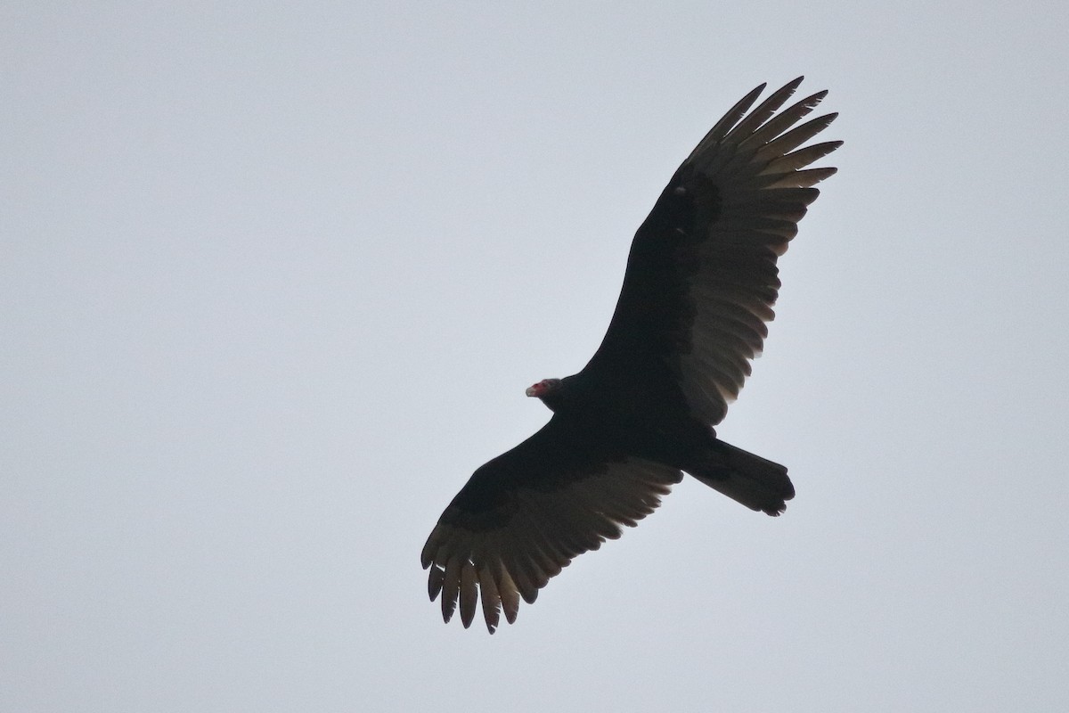 Turkey Vulture - ML87175721
