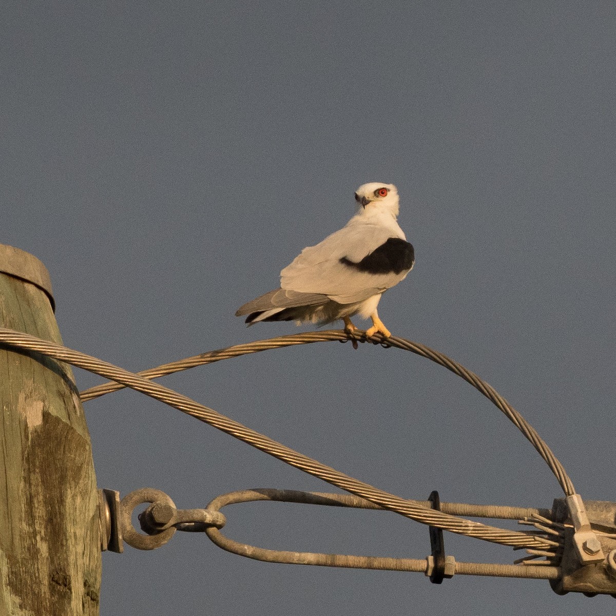 Black-shouldered Kite - ML87175911