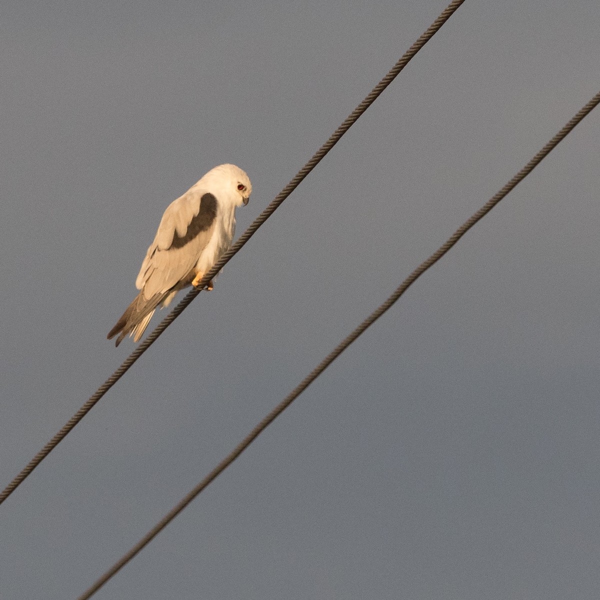 Black-shouldered Kite - ML87175921