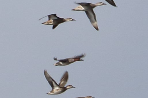 Green-winged Teal - ML87175931