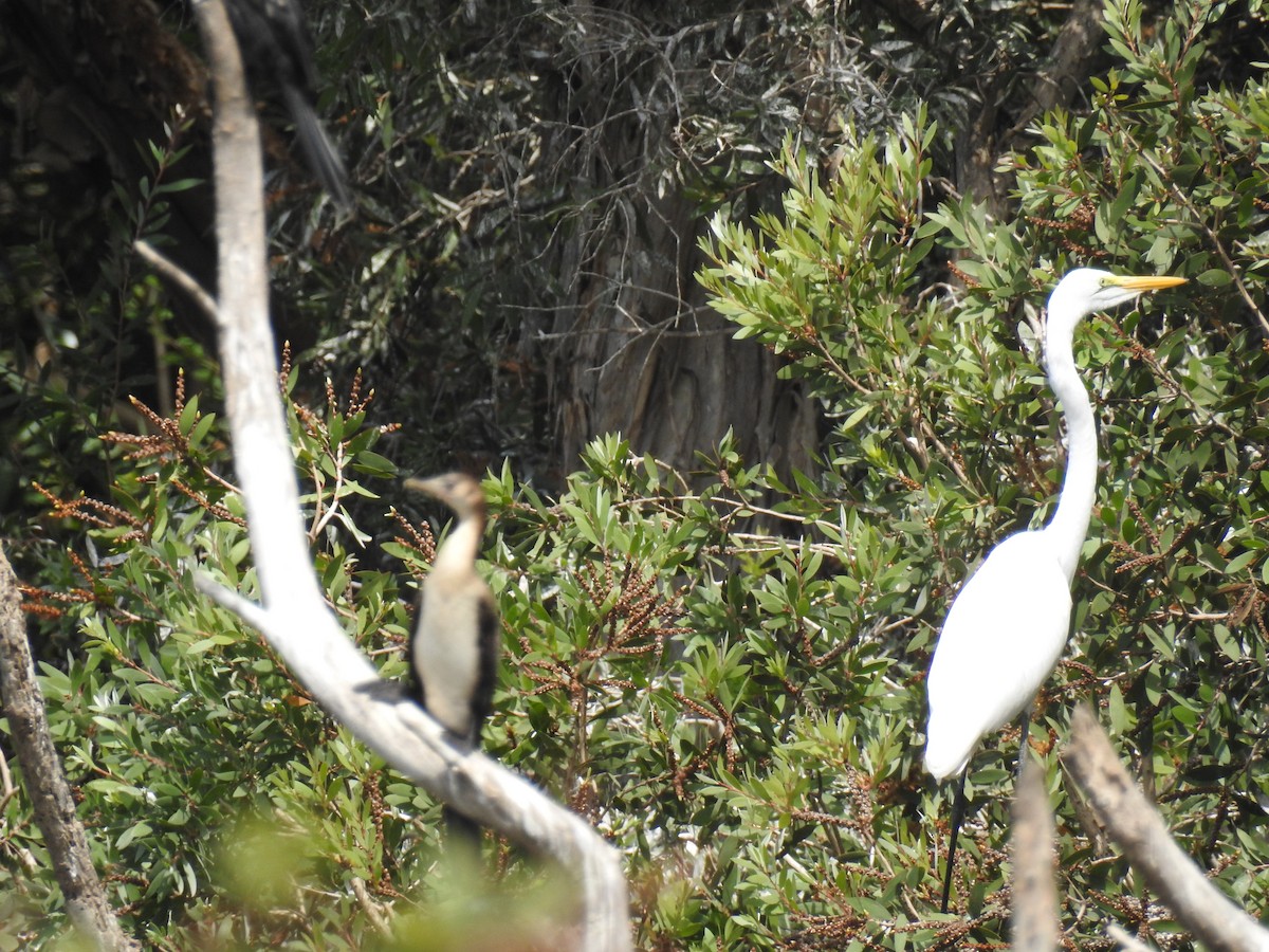 Great Egret - ML87177081