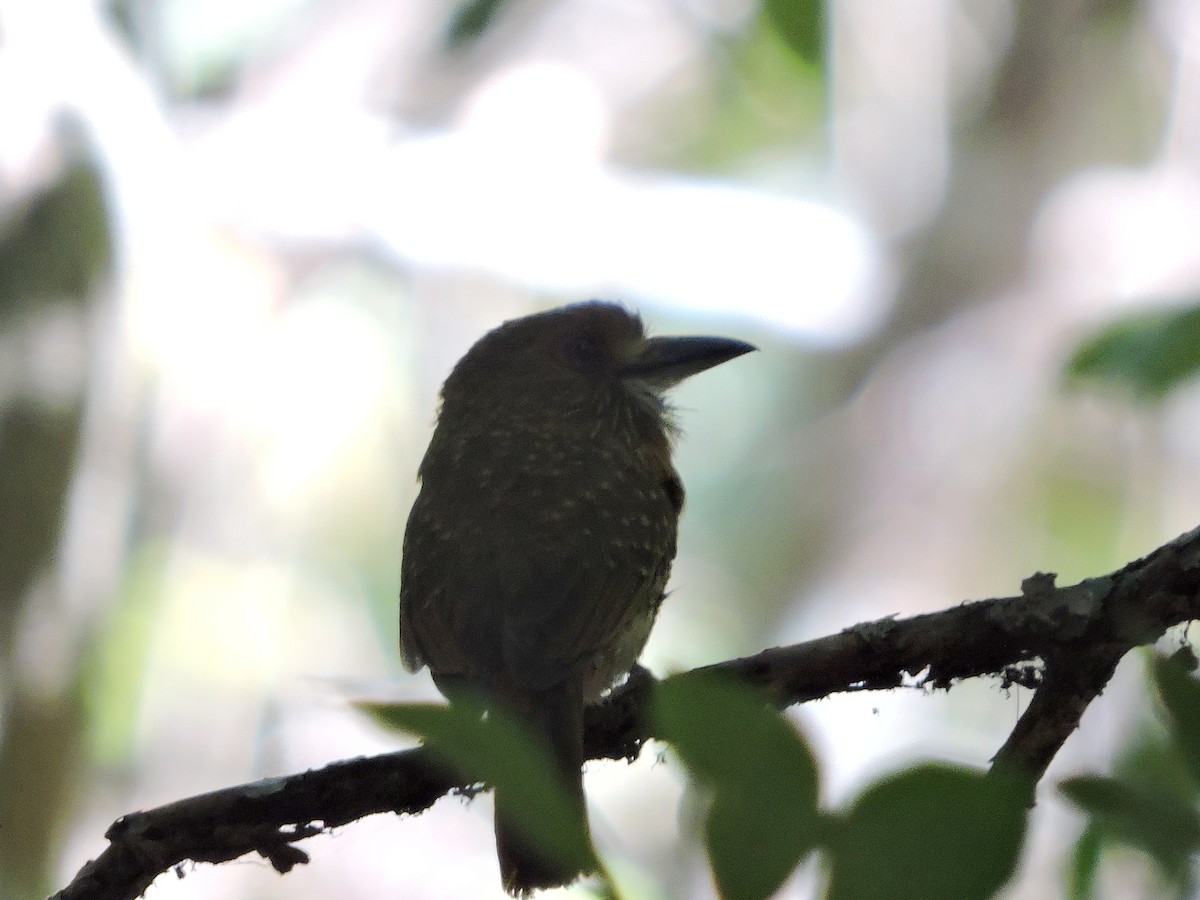 White-whiskered Puffbird - Juan D Astorga