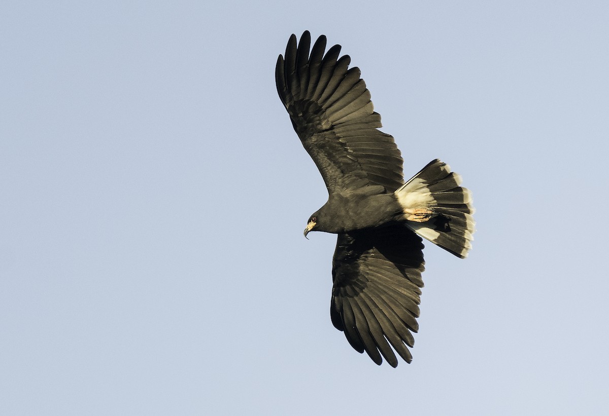 Snail Kite - Ian Routley