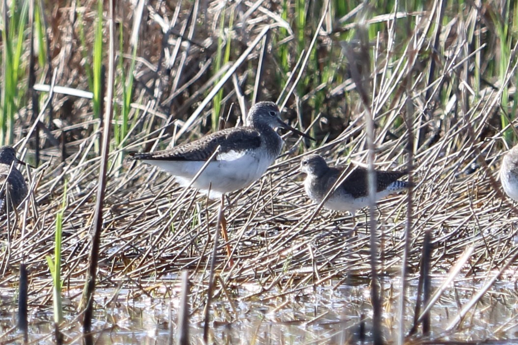 Greater Yellowlegs - ML87177841