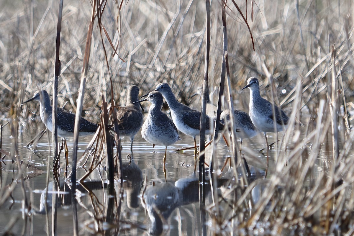 Lesser Yellowlegs - ML87177911