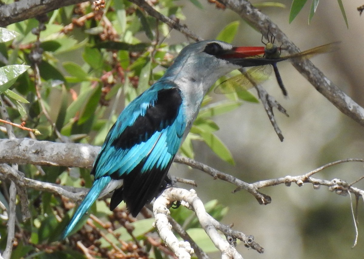 Woodland Kingfisher - ML87178041