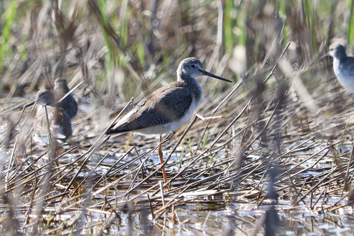 Greater Yellowlegs - ML87178051