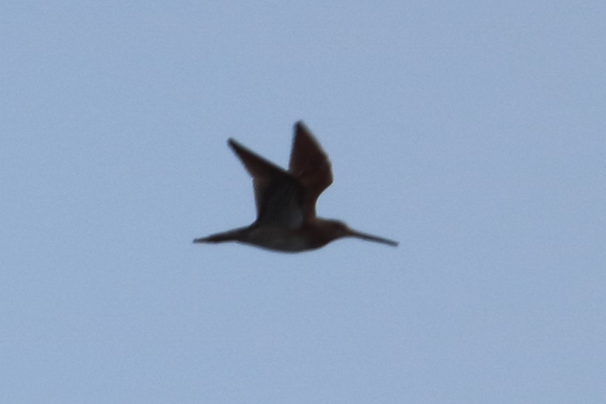 Short-billed/Long-billed Dowitcher - ML87178061