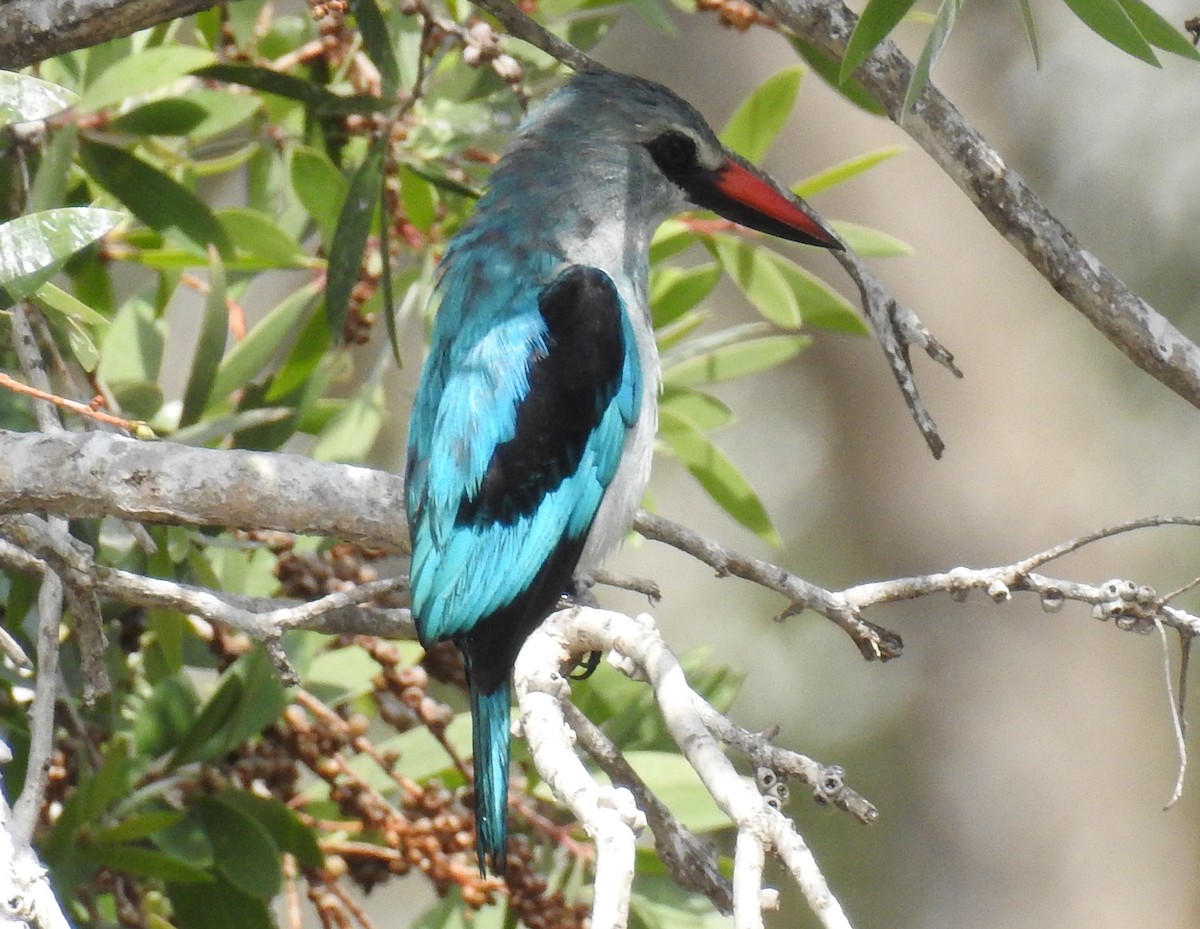 Woodland Kingfisher - ML87178071