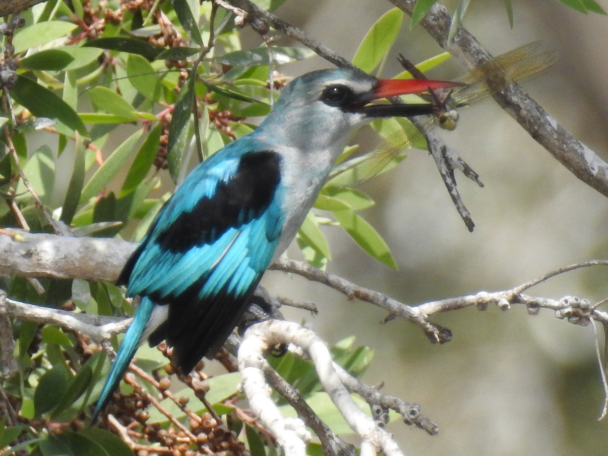 Woodland Kingfisher - ML87178101