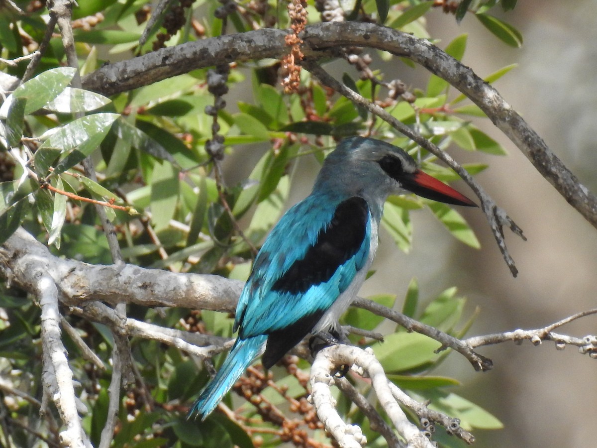 Woodland Kingfisher - ML87178151