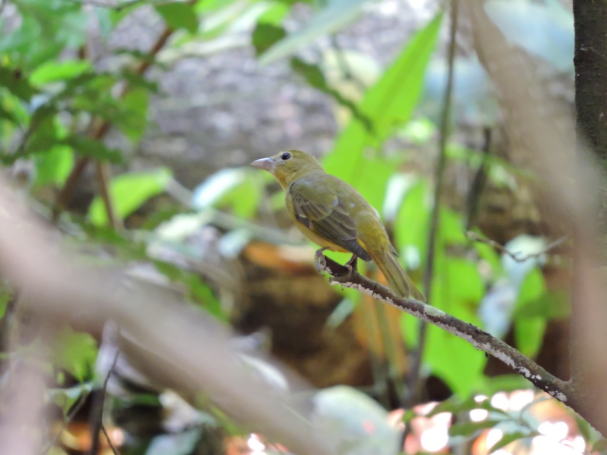 Summer Tanager - ML87178321