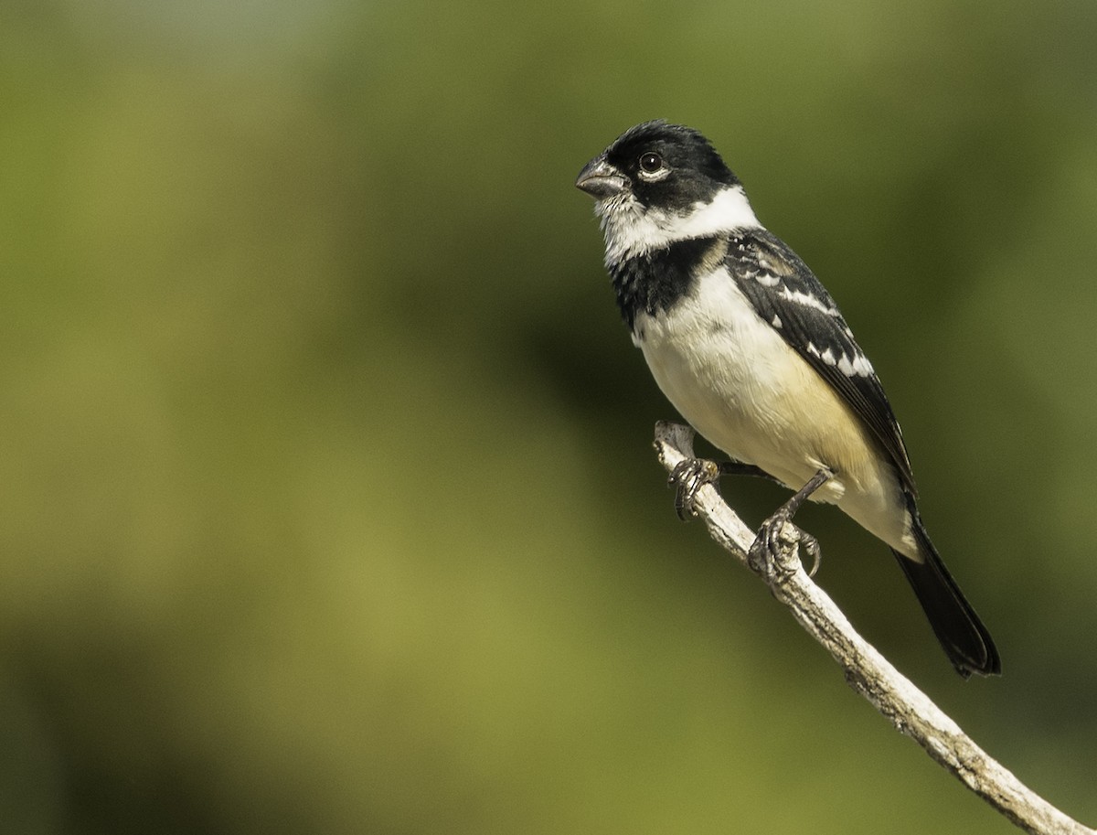 Morelet's Seedeater - Ian Routley