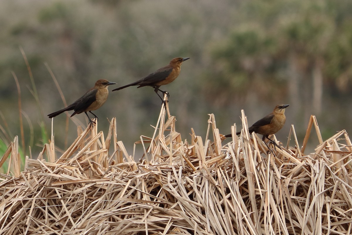 Boat-tailed Grackle - ML87179791