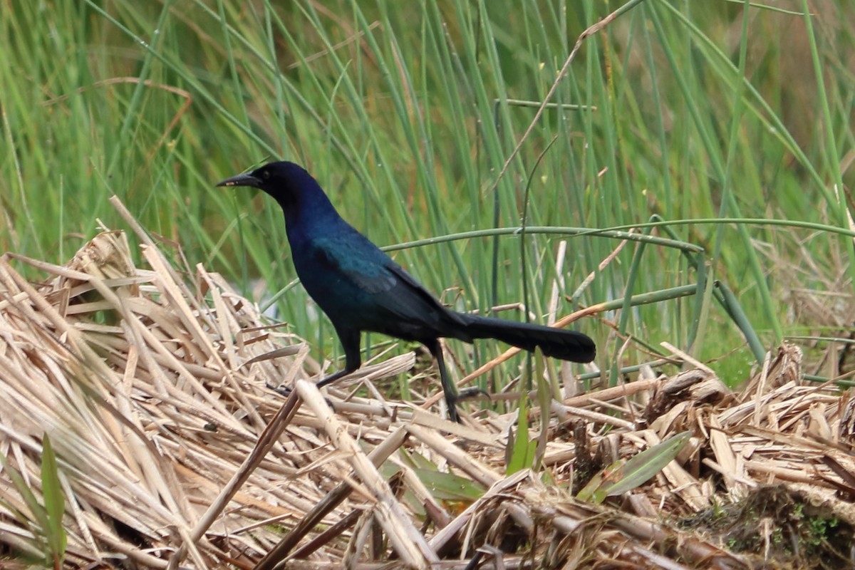 Boat-tailed Grackle - ML87179851
