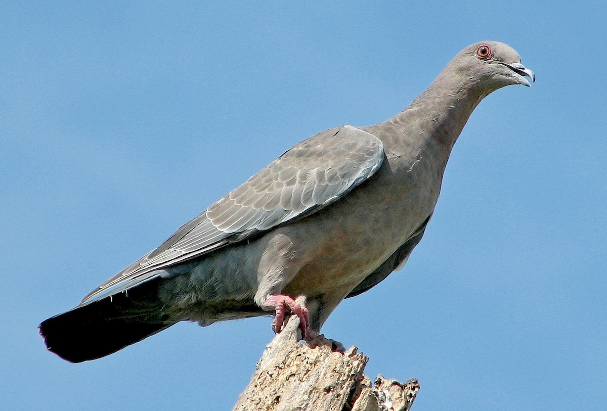 Picazuro Pigeon - Hugo Hulsberg