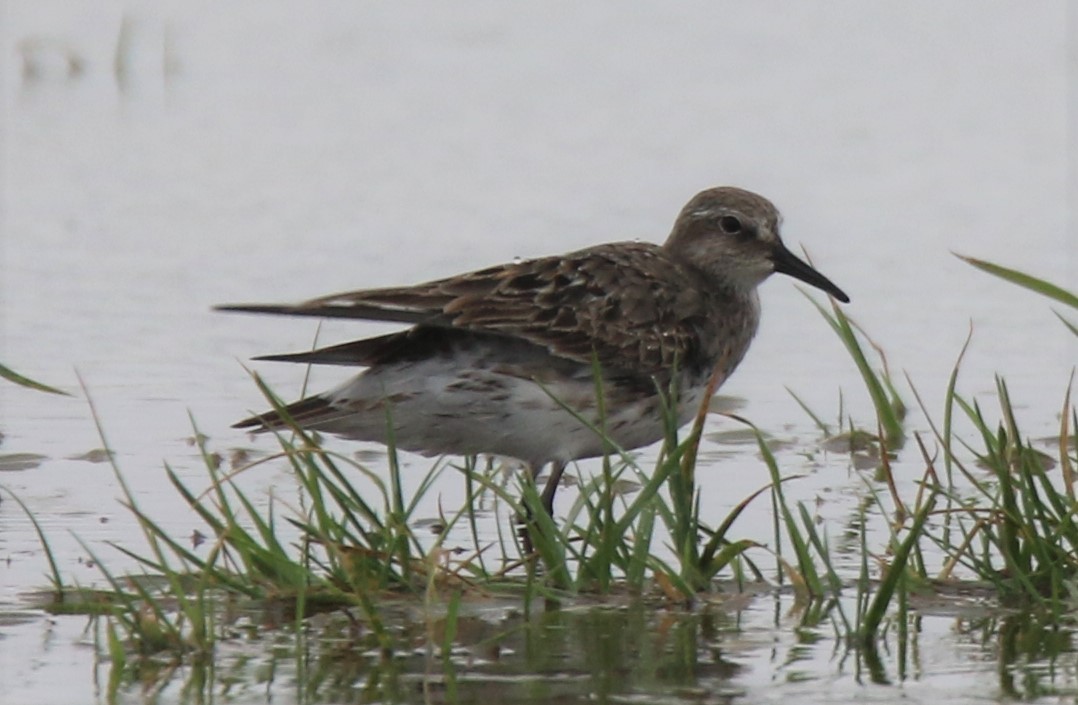 White-rumped Sandpiper - Jim Stasz