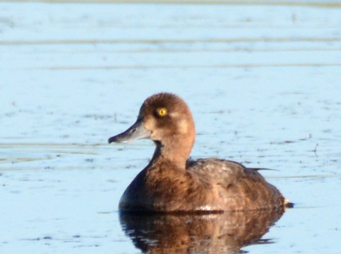 Lesser Scaup - ML87181001