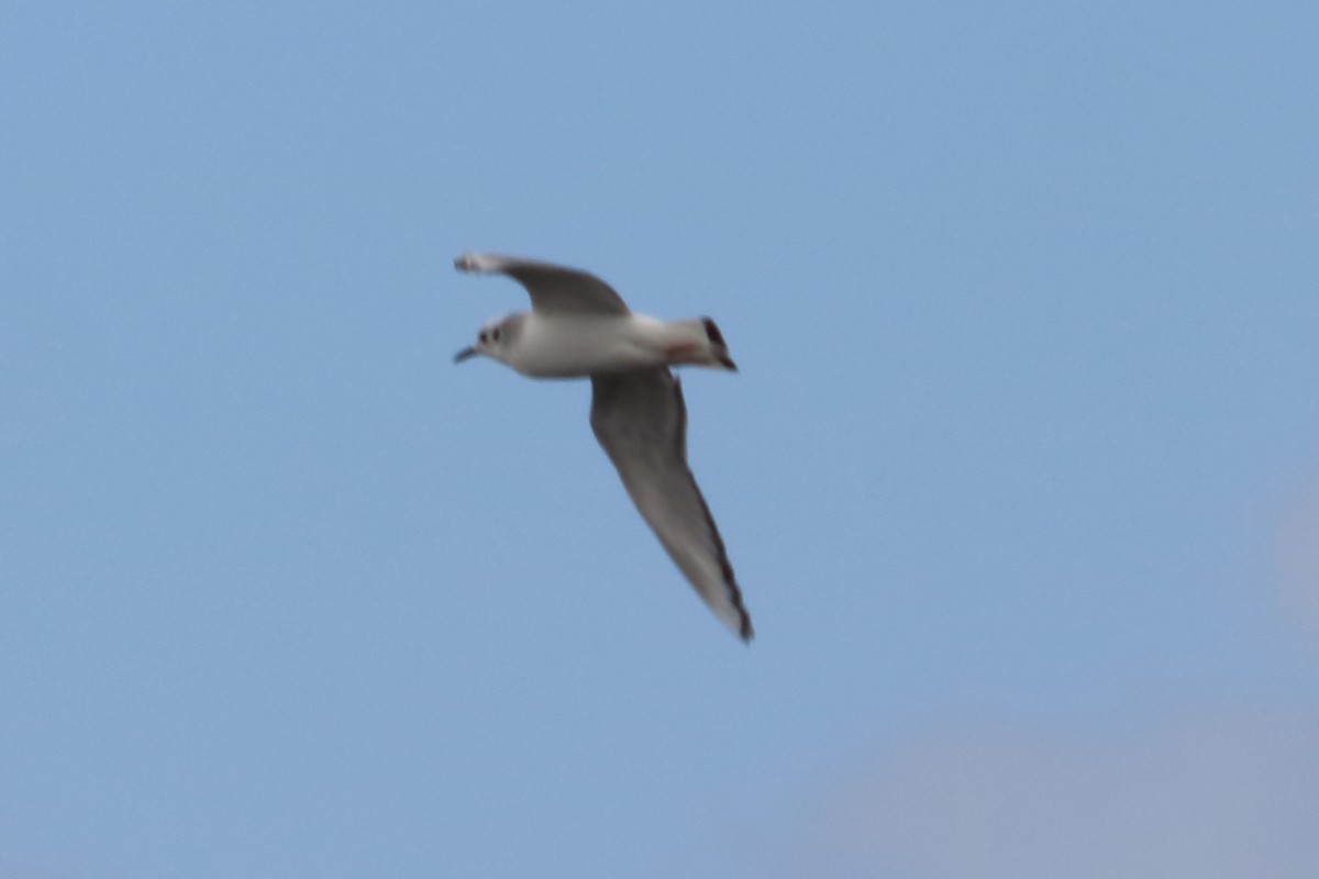 Bonaparte's Gull - ML87181311