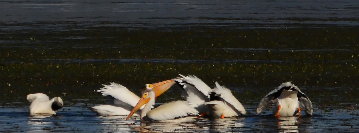 American White Pelican - ML87181541