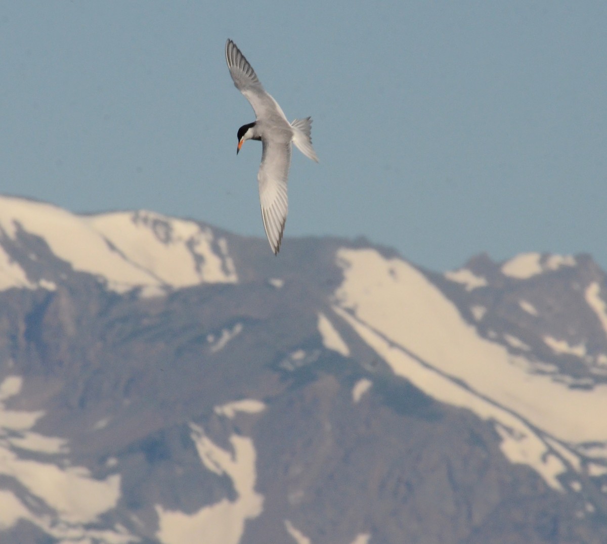 Forster's Tern - ML87181701