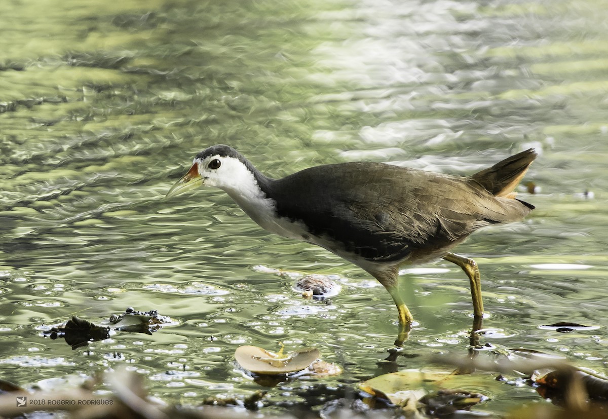 White-breasted Waterhen - Rogério Rodrigues