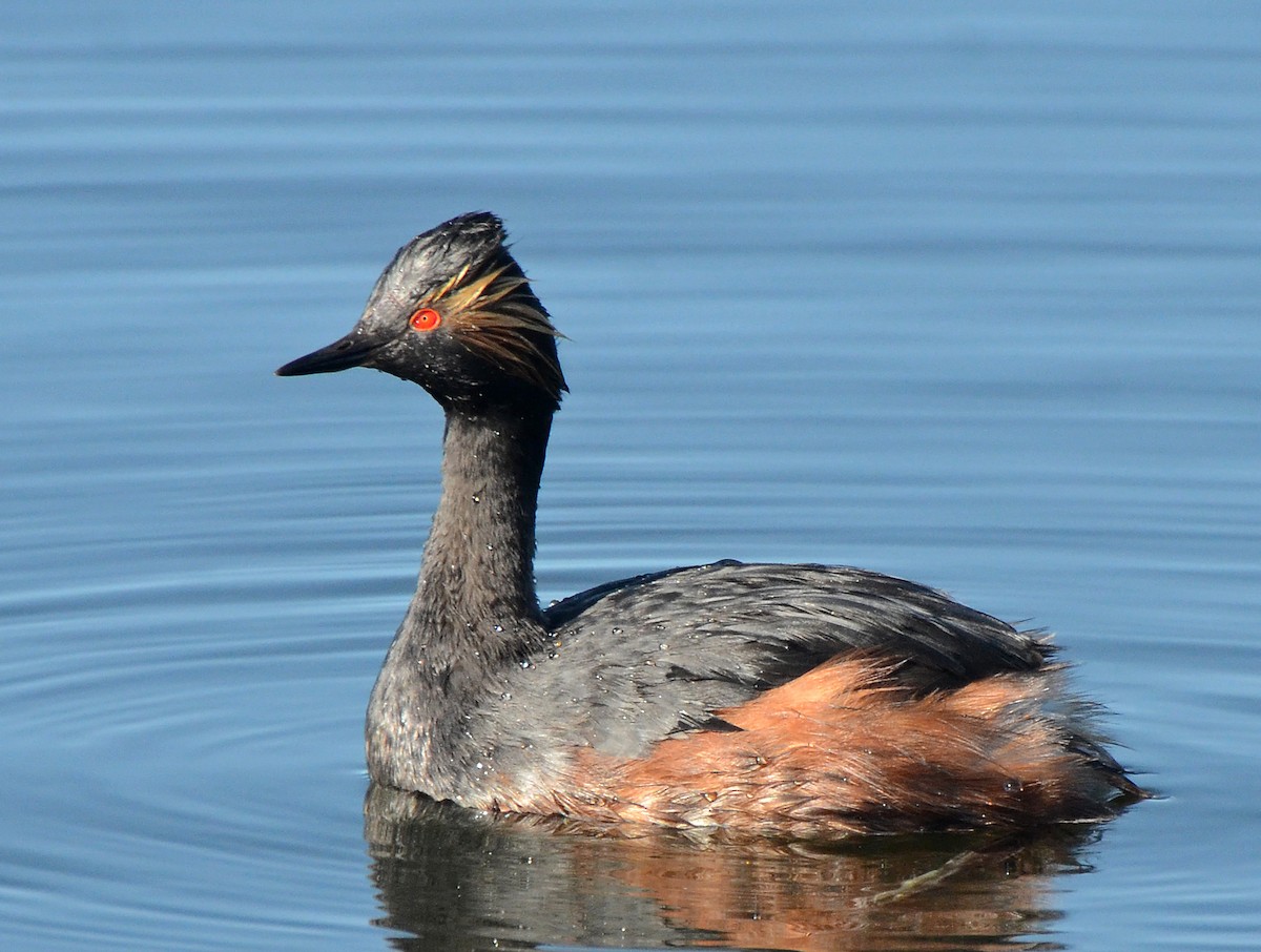 Eared Grebe - ML87181871