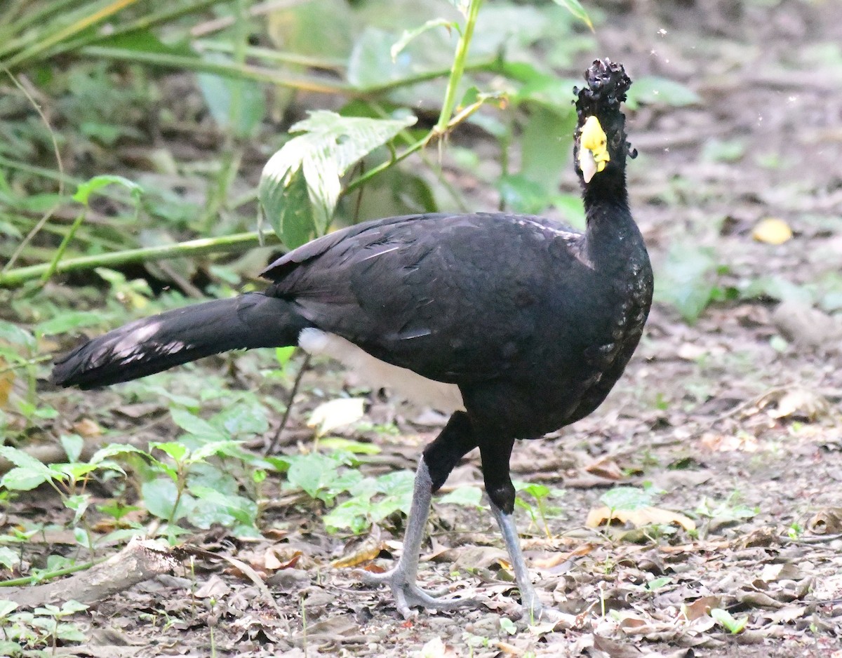 Great Curassow - James Bozeman