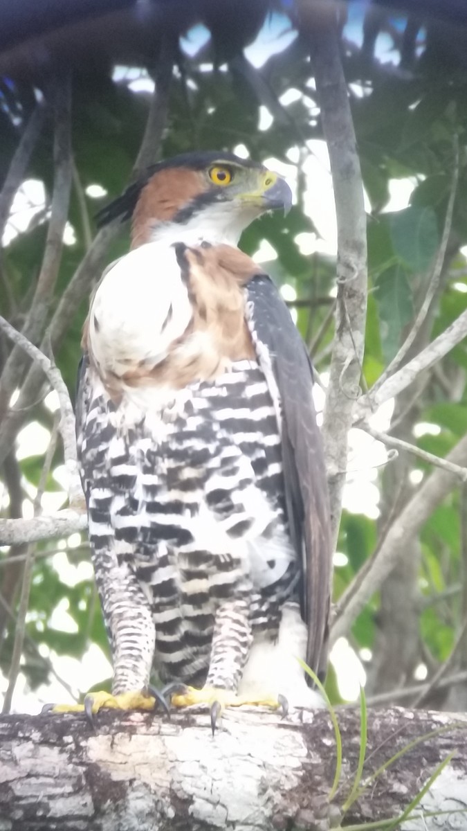 Ornate Hawk-Eagle - luis romero
