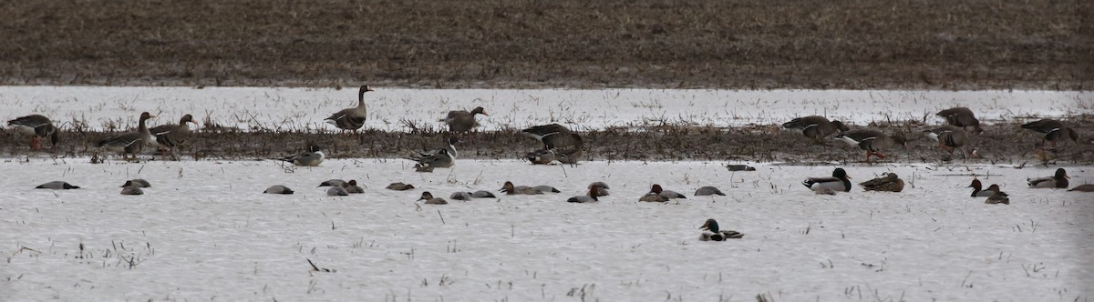 Greater White-fronted Goose - ML87183461