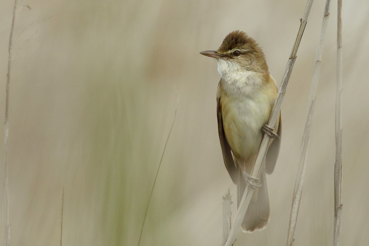 Great Reed Warbler - ML87185041