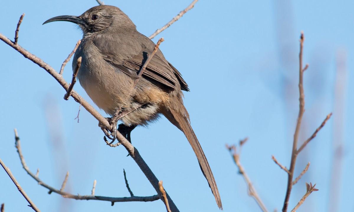 California Thrasher - ML87186121