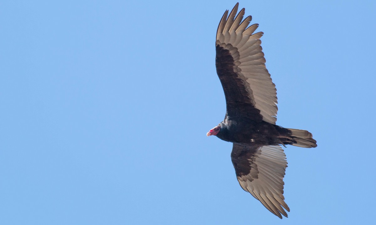 Turkey Vulture - ML87187121