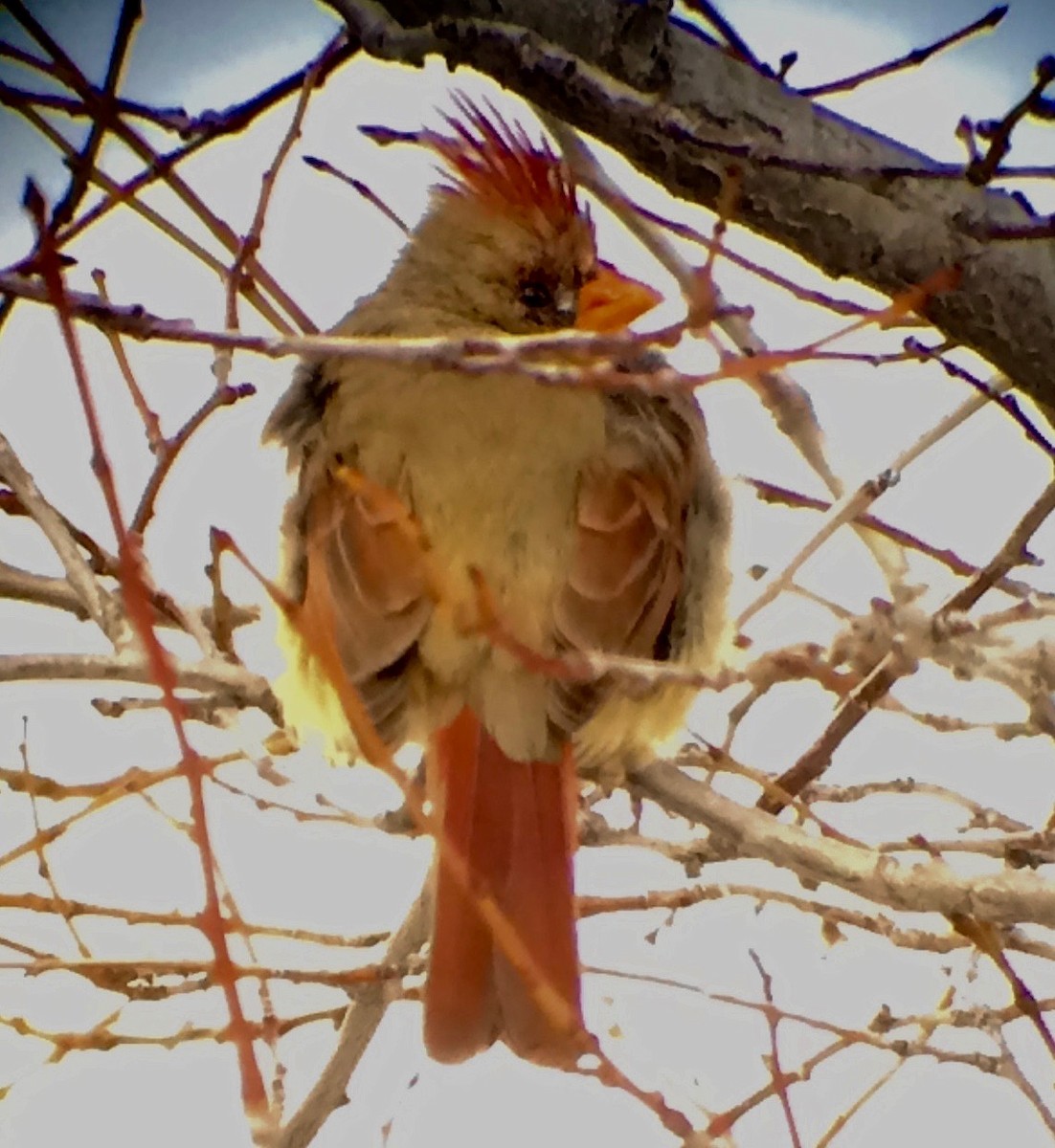 Northern Cardinal - William D. Kragh