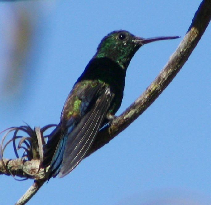 Blue-vented Hummingbird - Mark Hughes