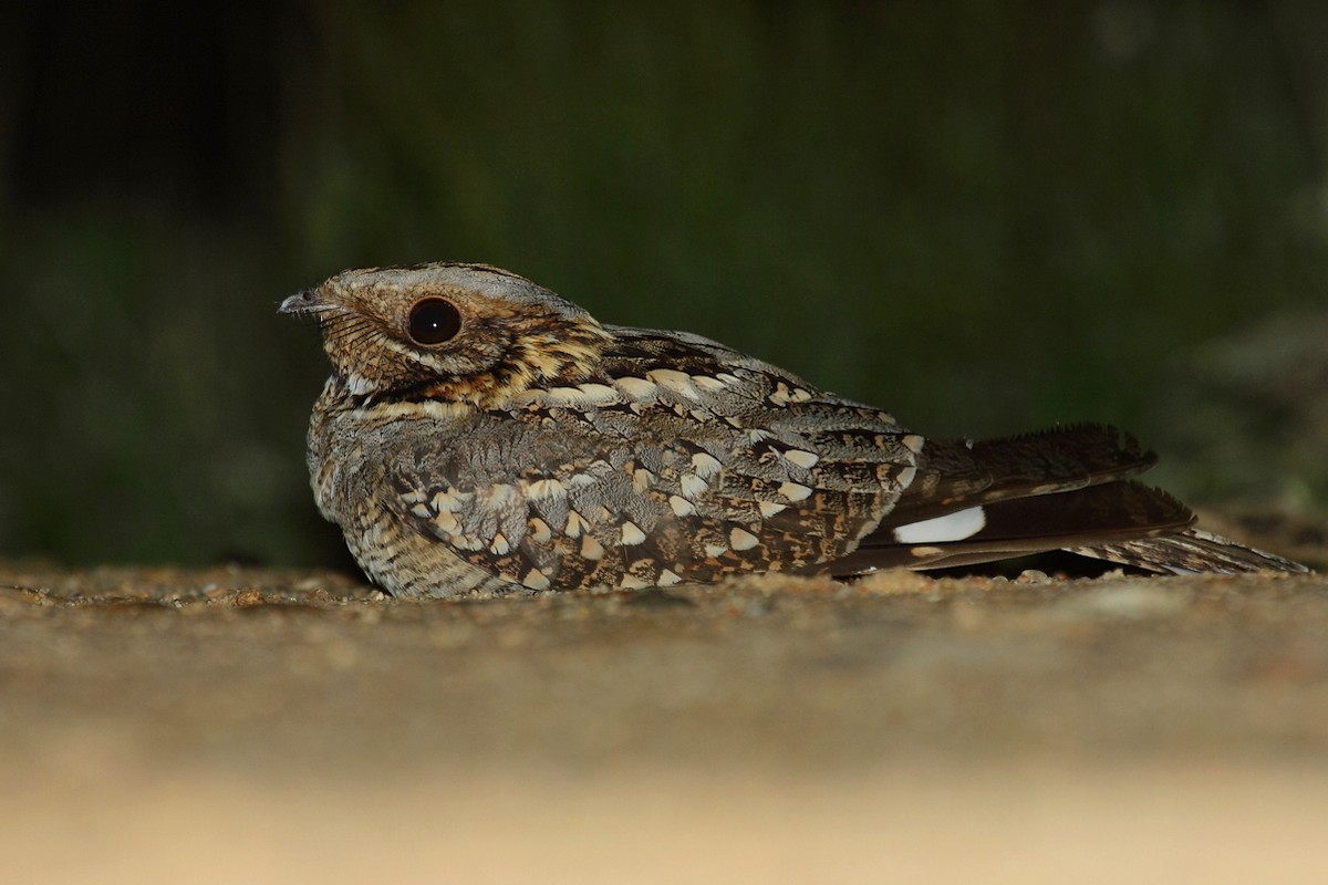 Red-necked Nightjar - António Gonçalves