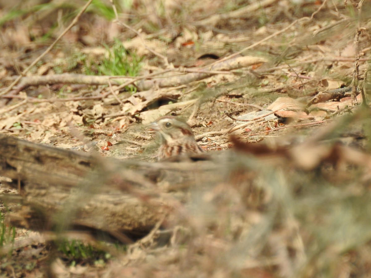 new world sparrow sp. - ML87192881