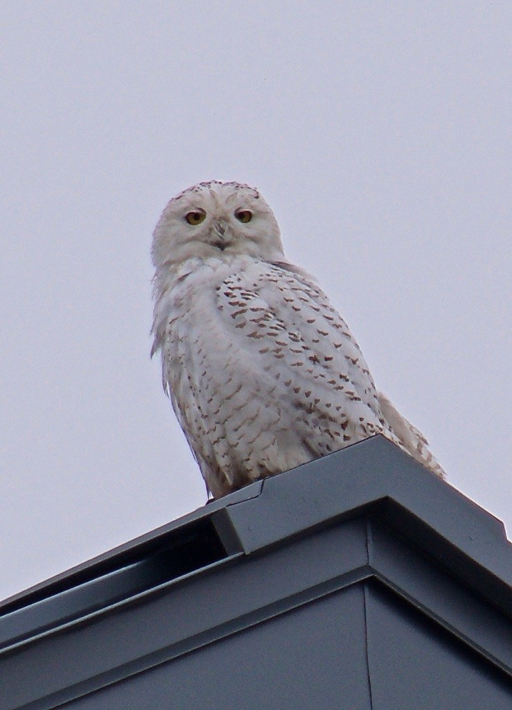 Snowy Owl - ML87193651