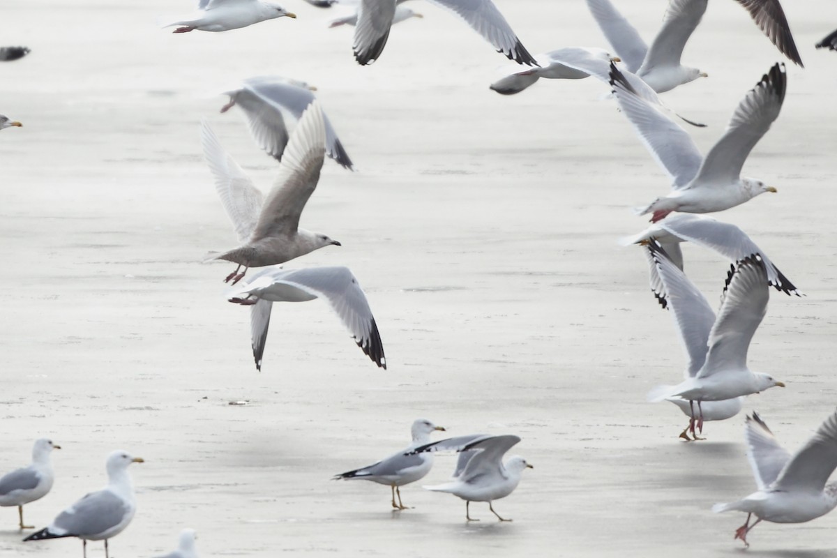 Iceland Gull (kumlieni) - ML87193761