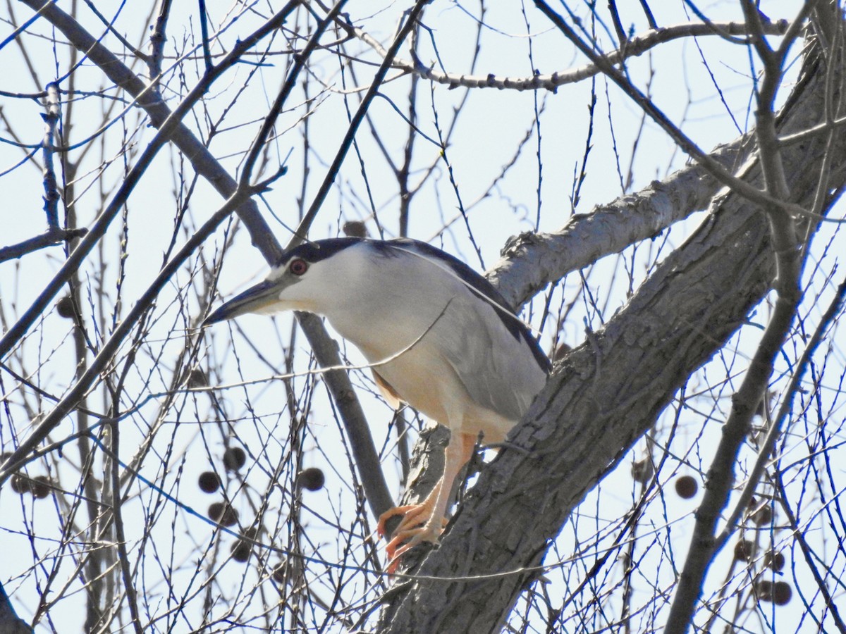 Black-crowned Night Heron - Charles Boley