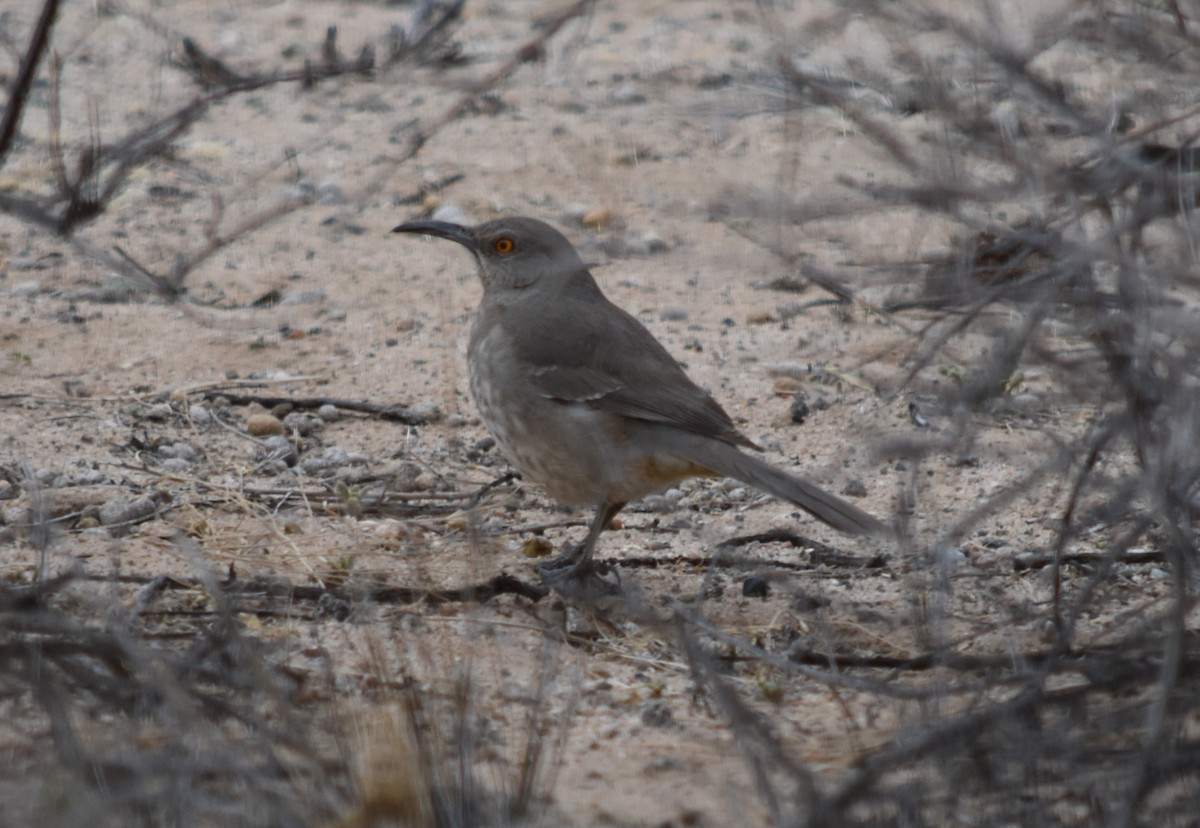 Curve-billed Thrasher - Joanna  Kane