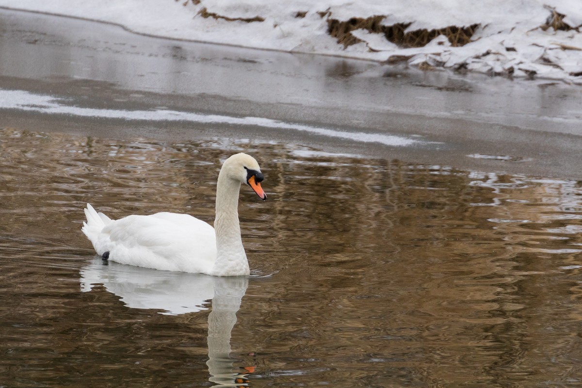 Cygne tuberculé - ML87200871