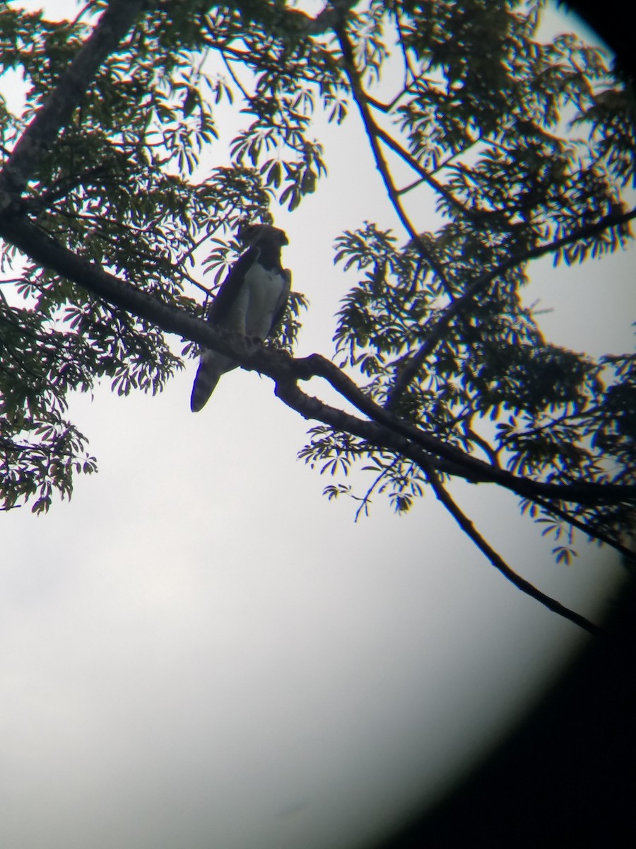 Harpy Eagle - ML87202131