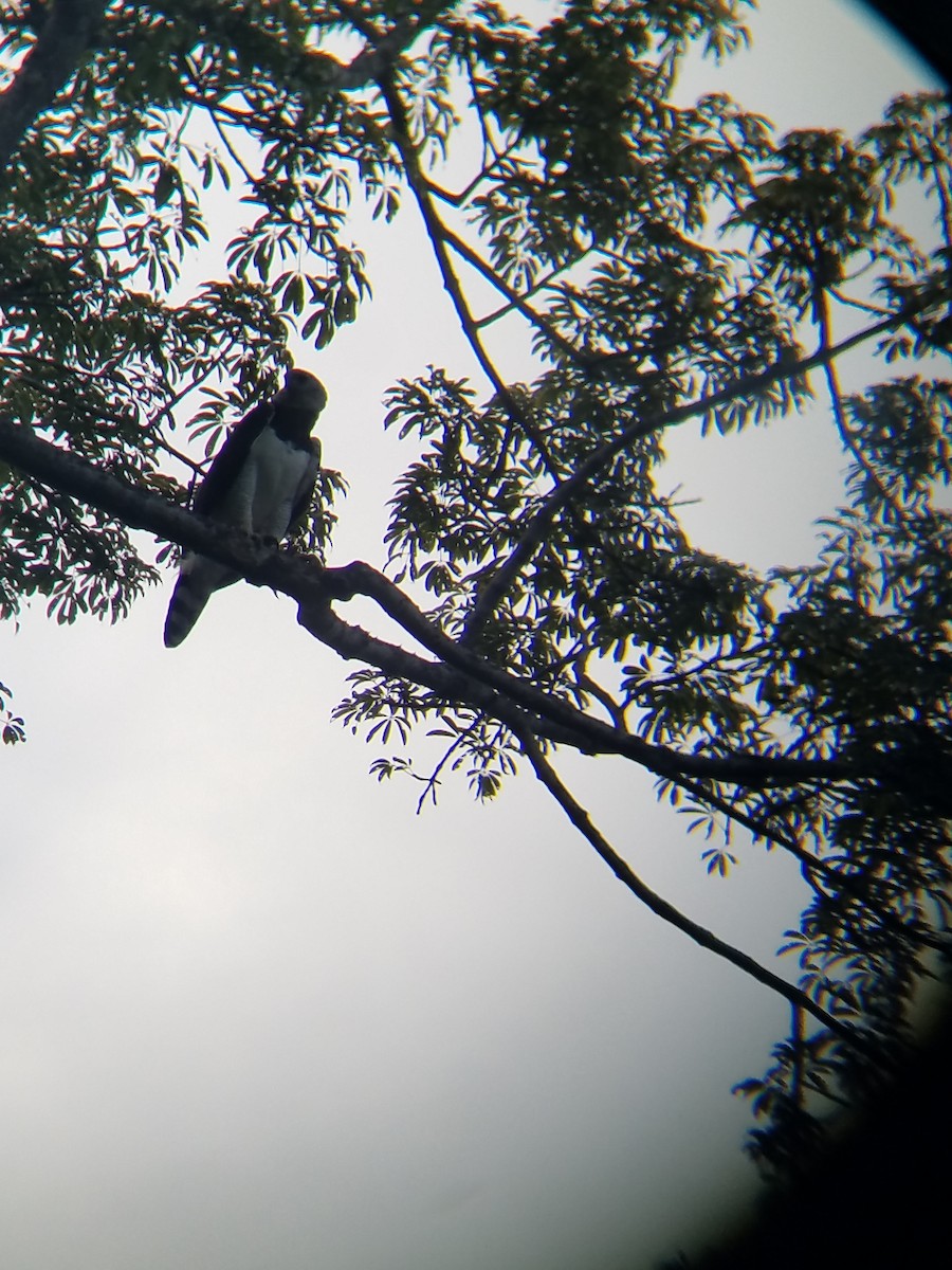 Harpy Eagle - ML87202211