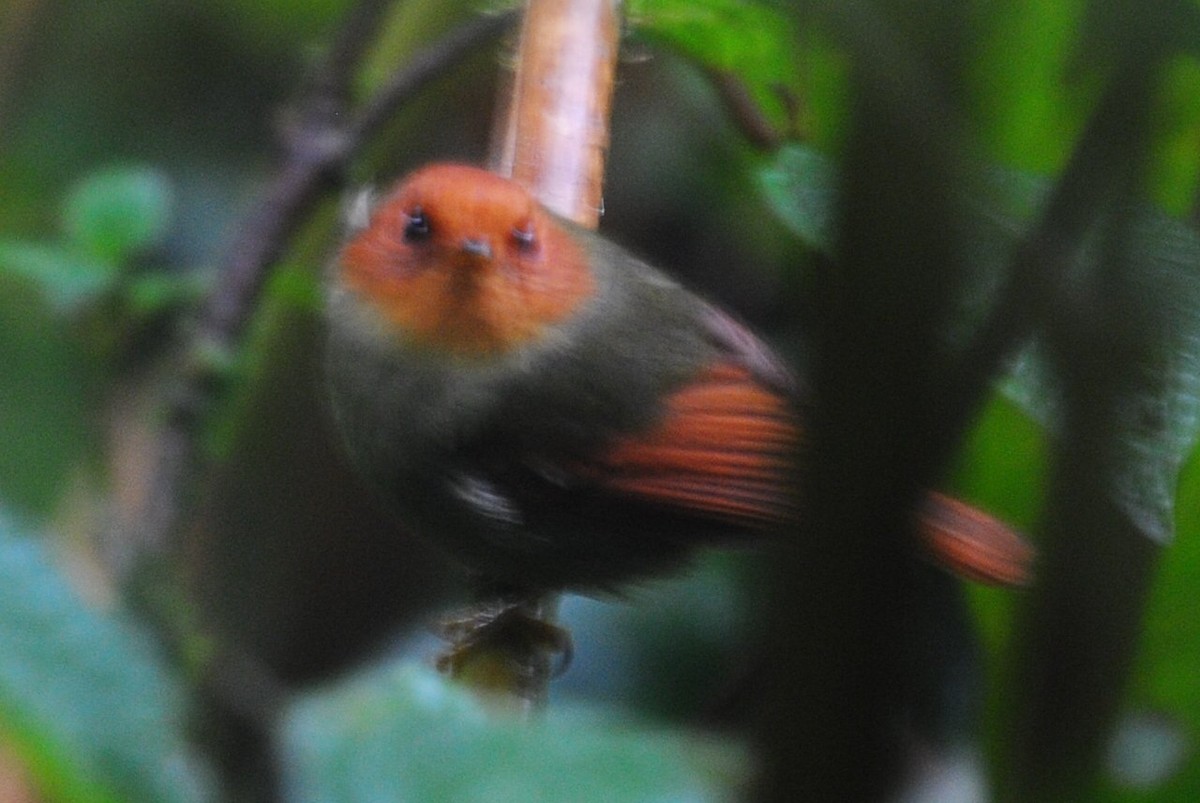 Rufous-headed Pygmy-Tyrant - ML87203081