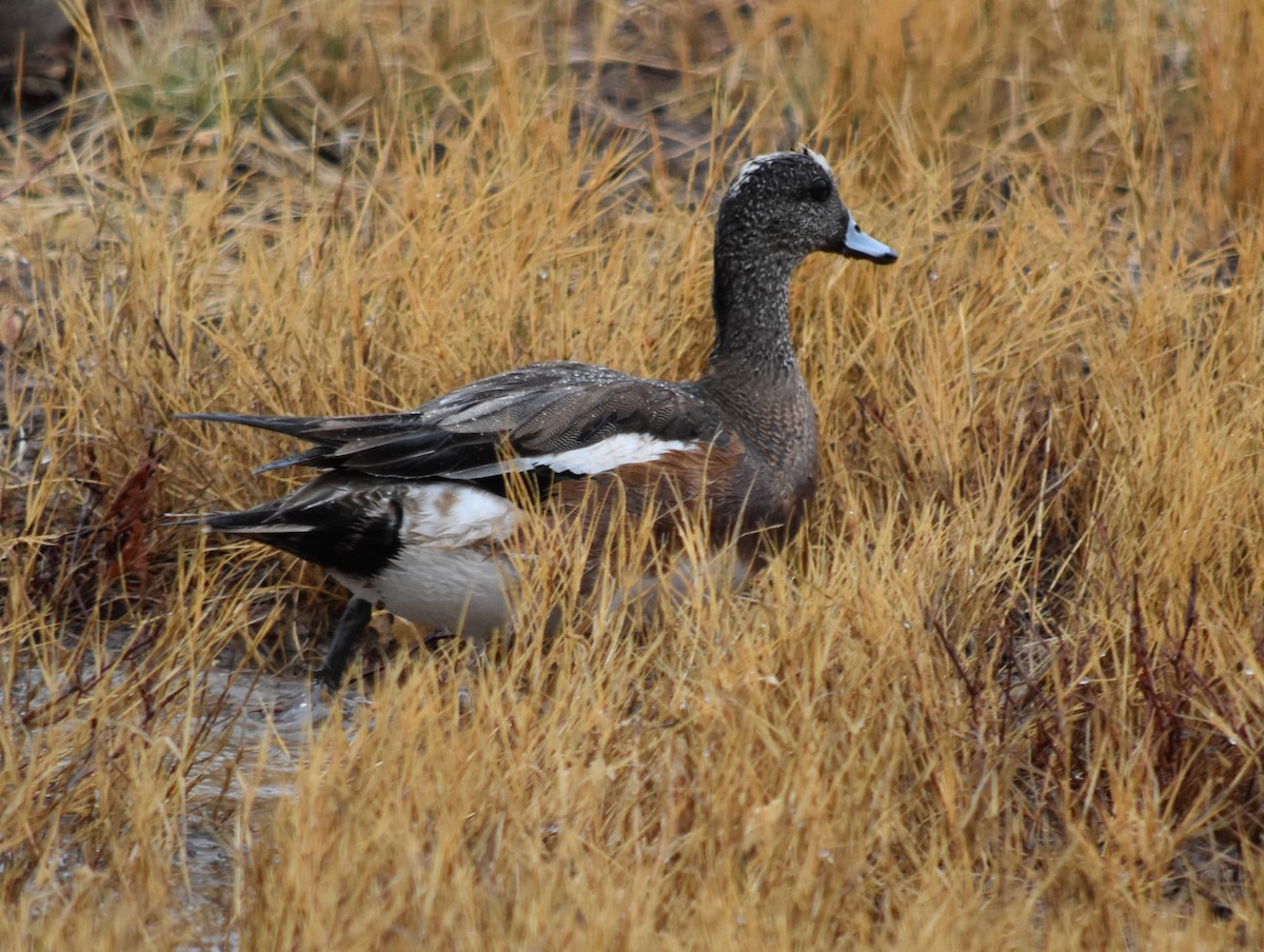 American Wigeon - ML87203901