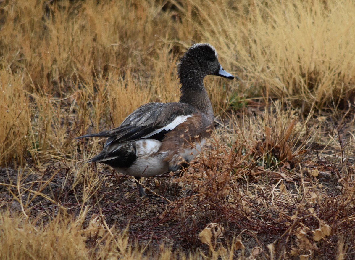 American Wigeon - ML87203951